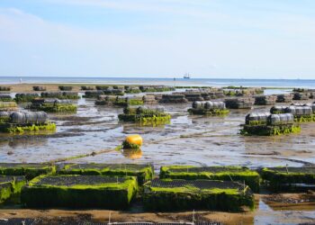 piano-operativo-feamp-la-commissione-europea-approva-le-modifiche