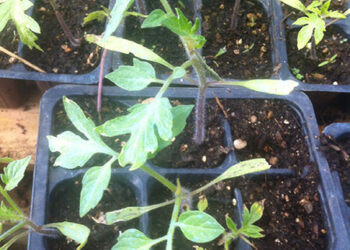 altopascio-i-prodotti-agricoli-si-pagano-lavorando