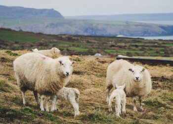 zootecnia-le-misure-decise-per-il-comparto-ovini