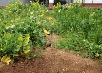 agricoltura-terre-sempre-piu-in-affitto