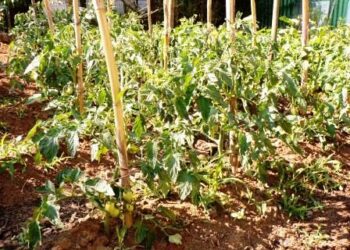 roma-convegno-“ambiente-e-alimentazione-due-facce-dello-stesso-problema”