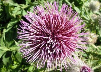 la-sfida-dellagricoltura-circolare