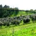 rapporto-mps-fiducia-per-lagricoltura-italiana