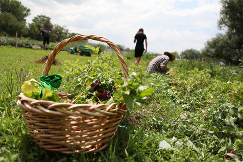 occupazionelagricoltura-italiana-vola