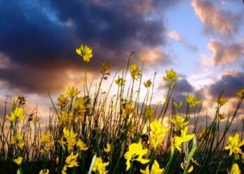 agricoltura-tra-sostenibilita-e-cambiamento-climatico
