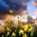 agricoltura-tra-sostenibilita-e-cambiamento-climatico