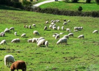 L'agricoltura sostiene il pil del primo trimestre