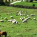 L'agricoltura sostiene il pil del primo trimestre