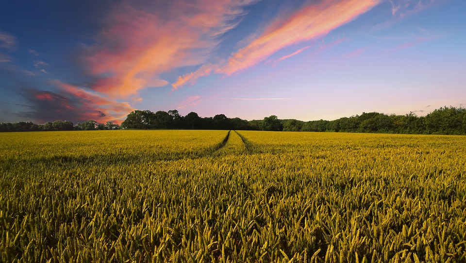 istat-agricoltura-in-ripresa