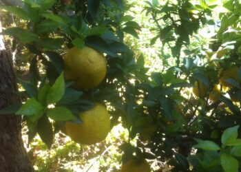 rapporto-svimez-lagricoltura-fa-ripartire-il-sud