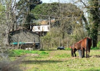 arriva-lagriturismo-a-quattro-zampe