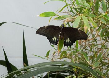 agriturismo-settore-in-salute-ed-in-crescita