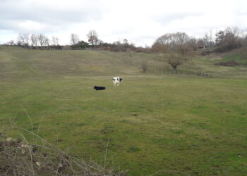 agro---ecologia-speranza-per-il-pianeta