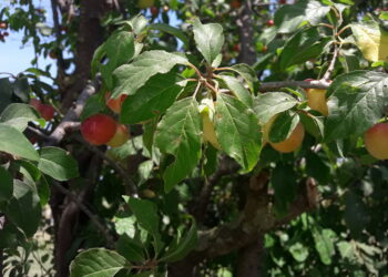 agroalimentare-export-a-40-miliardi-nel-2017