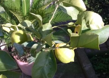 agrumi-campagna-a-rischio