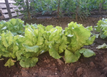 aiuti-accoppiati-aumenta-il-plafond-per-litalia