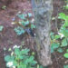 maltempo-gli-agronomi-chiedono-un-piano-per-le-alberature