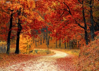 la-giornata-nazionale-degli-alberi
