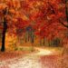 la-giornata-nazionale-degli-alberi