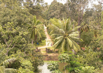 alberi-sono-tre-miliardi-di-miliardi