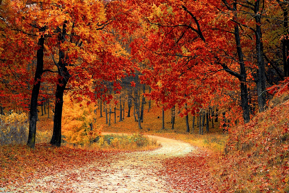 la-giornata-nazionale-degli-alberi