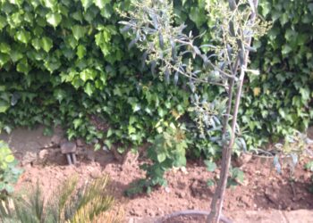 alberi-contro-inquinamento-e-calore