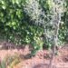 alberi-contro-inquinamento-e-calore