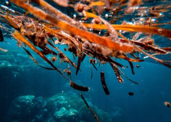 alghe-alternativa-alimentare-o-problema-ambientale