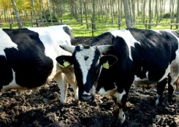 alghe-ai-bovini-per-salvare-lambiente