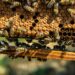 adozione-di-alveari-a-sostegno-di-apicoltori-virtuosi-e-miele-prodotto-responsabilmente