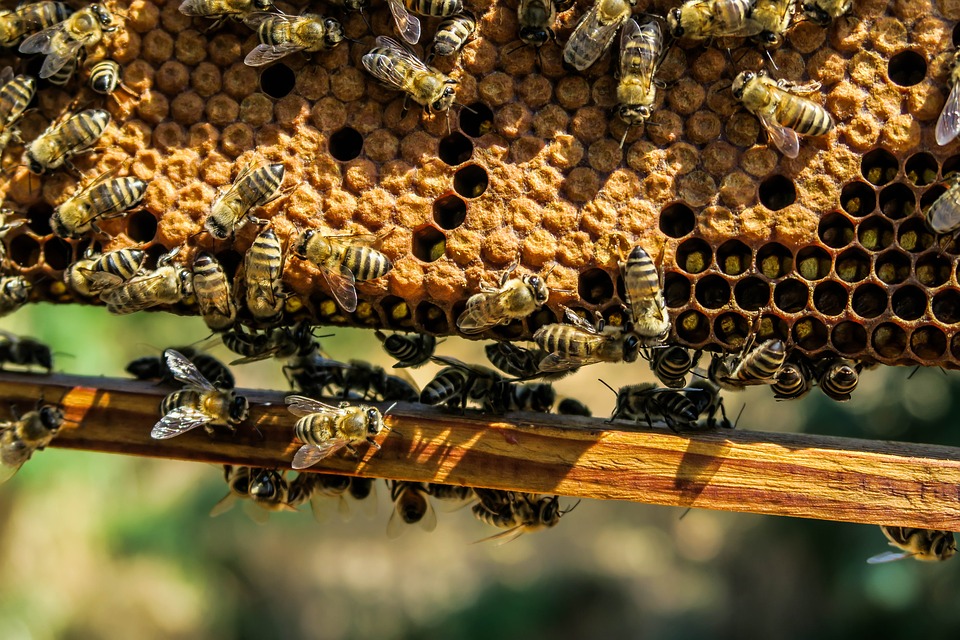 adozione-di-alveari-a-sostegno-di-apicoltori-virtuosi-e-miele-prodotto-responsabilmente