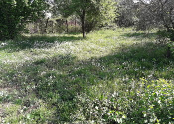 energia-e-clima-presentati-a-roma-scenari-e-tecnologie-per-decarbonizzazione-economia-italiana