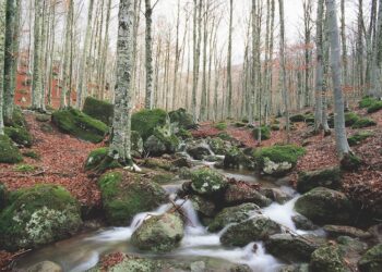 rapporto-pefc-81901706-ettari-di-foreste-in-italia-sono-gestiti-in-modo-sostenibile