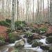 rapporto-pefc-81901706-ettari-di-foreste-in-italia-sono-gestiti-in-modo-sostenibile