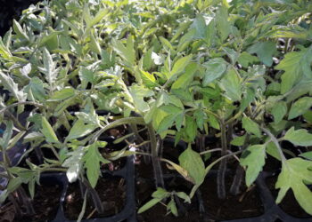 lanalfabetismo-agricolo-cresce-tra-i-giovani-del-mondo