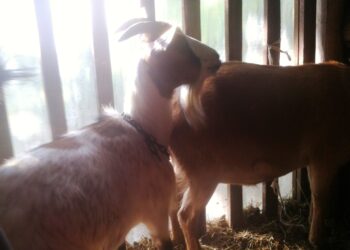 le-prospettive-degli-ovicaprini-nel-2018