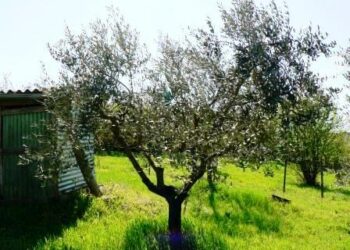 le-prime-misure-anti-xylella-decise-dalla-ue