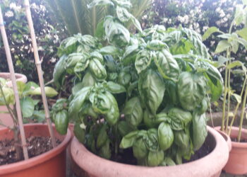 anticipi-pac-agea-ha-il-via-libera