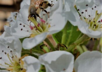 biodiversita-la-relazione-della-commissione-sui-progressi-compiuti-dallue-per-proteggere-gli-impollinatori