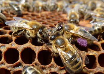 in-arrivo-la-giornata-mondiale-delle-api