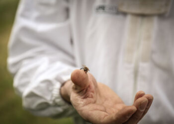 20-maggio-la-giornata-mondiale-delle-api