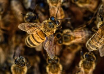 api-e-tempo-di-censimento-annuale