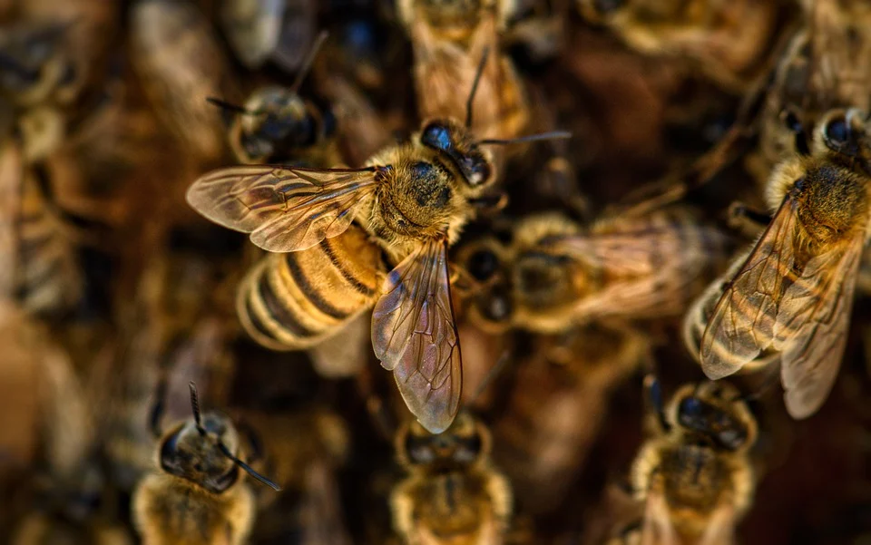 api-e-tempo-di-censimento-annuale
