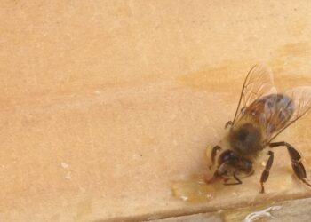 lapicoltura-20-sposa-la-storia-dei-borghi-italiani