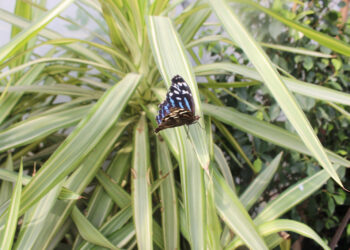 ambiente-varato-il-bonus-verde