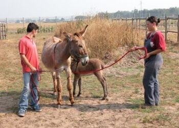 latte-dasina-alternativa-a-quello-vaccino-a-pisa