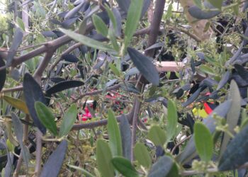 il-riesame-delle-politiche-ambientali-italiane