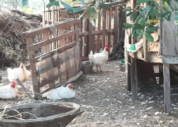 il-biologico-continua-a-crescere-boom-di-carni-avicole-e-vino