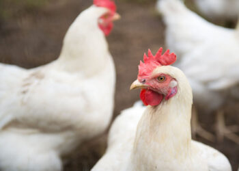 carne-avicola-consumi-in-crescita