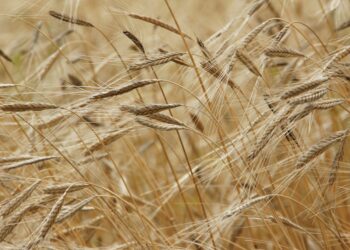 agricoltura-stime-del-crea-molto-positive-per-il-2021